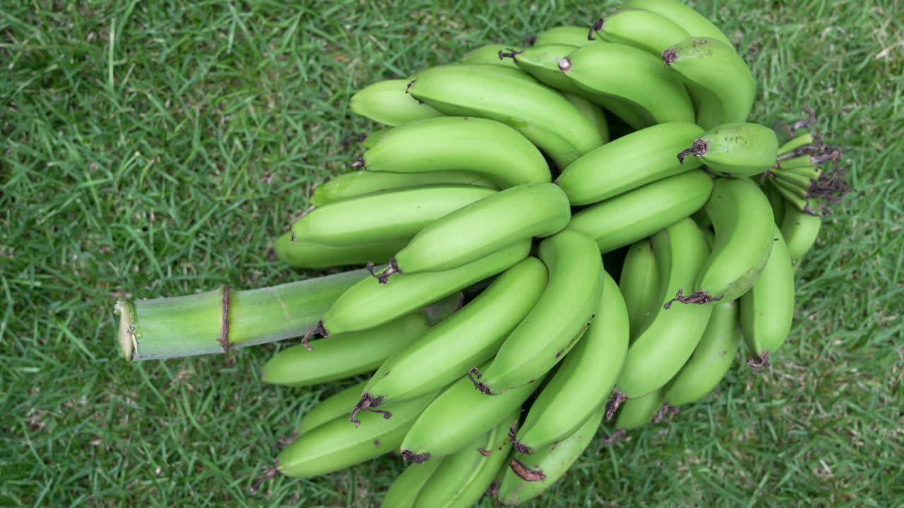 Vibrant bunch of green bananas rests on lush grass, showcasing fresh harvest bounty. Captured in a detailed overhead shot with natural lighting for an organic, appetizing appeal