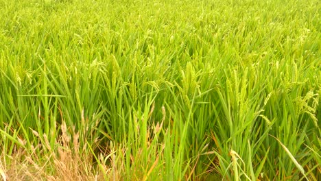 young rice plantation - close up of lush green rice plant on rural field