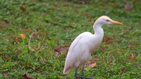 Slow-motion-close-up-shot-capturing-a-wild-great-egret,-ardea-alba-standing-on-the-grass,-wondering-around-the-surroundings,-scouting-and-stalking-its-potential-prey-in-the-park