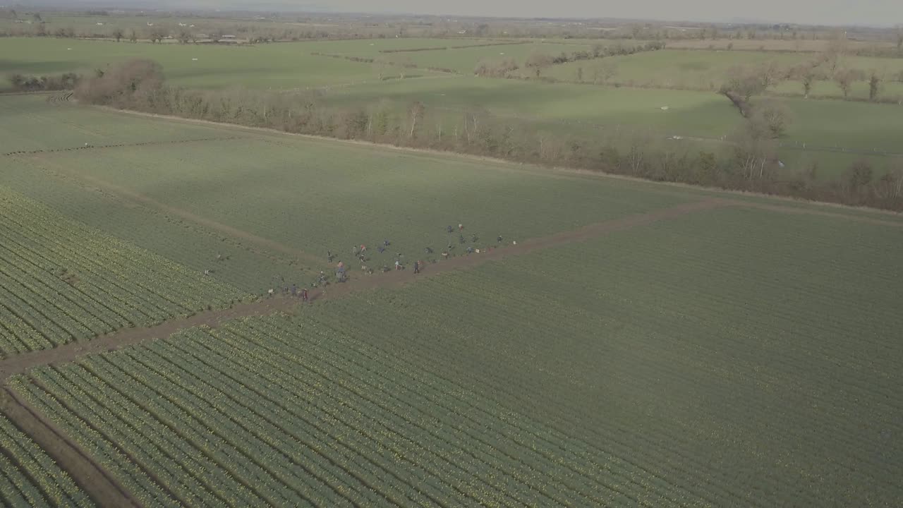 A flyover shot across separated fields containing healthy crop rows of daffodil flowers. The drone shot allows for a clear view of Ireland's country side.