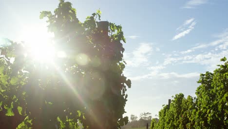 hojas de uva en el viñedo