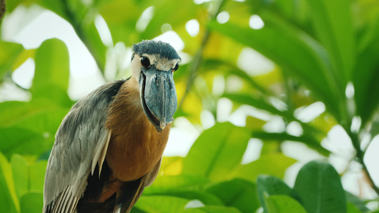 garza pico de barco sentada en las ramas de un árbol