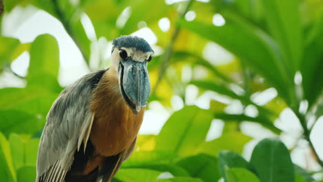 Boat-Billed-Heron-Sitting-In-The-Branches-Of-A-Tree