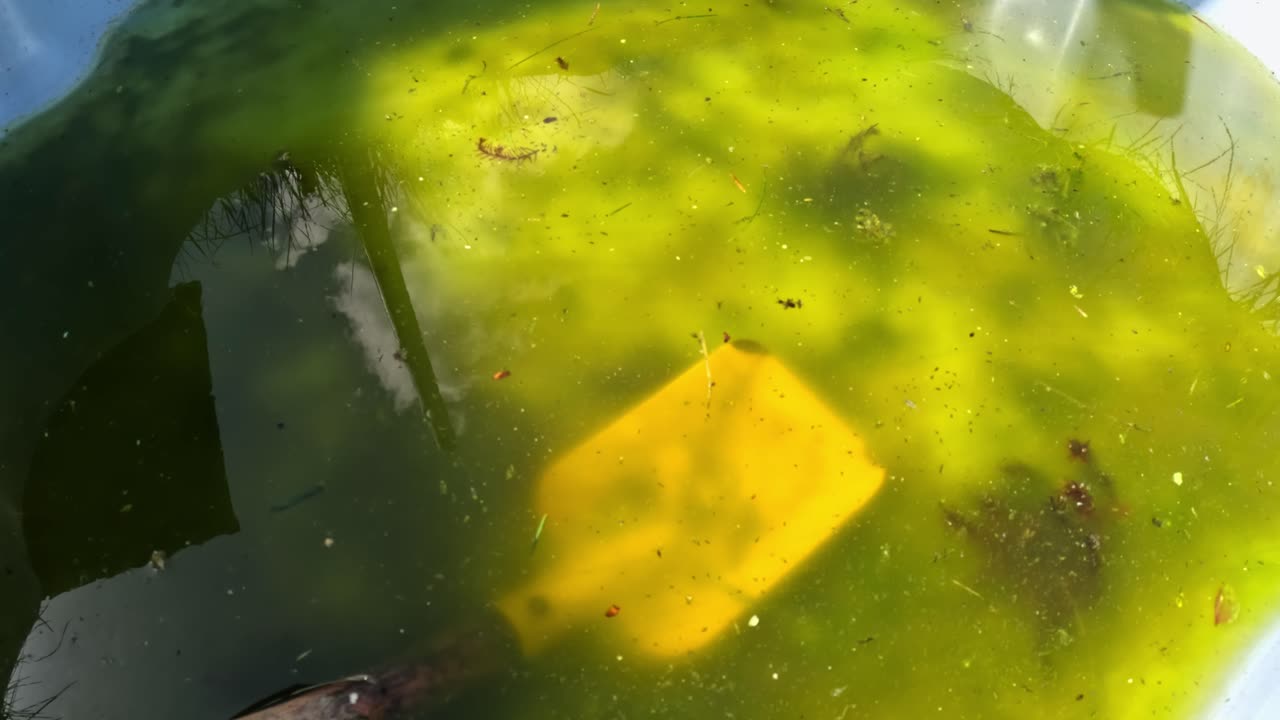 Container of stagnant green water reveals algae, debris, reflections, and a submerged yellow plastic scoop, aquatic microflora including Chlorella vulgaris visible in surface film, camera reveal