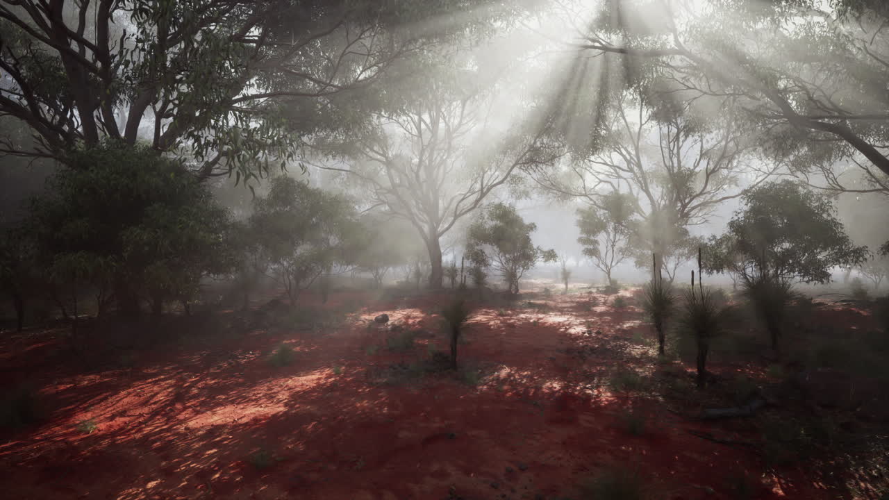 안개 숲을 가로질러 태양 광선