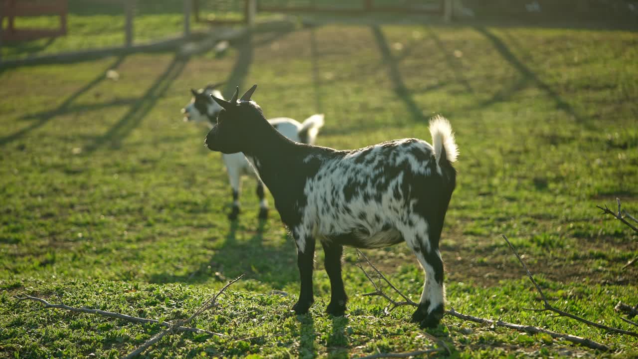 풀 에 있는 두 마리 의 염소