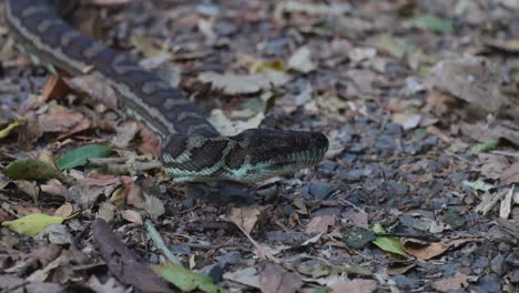 a python slithers across leaf-covered ground