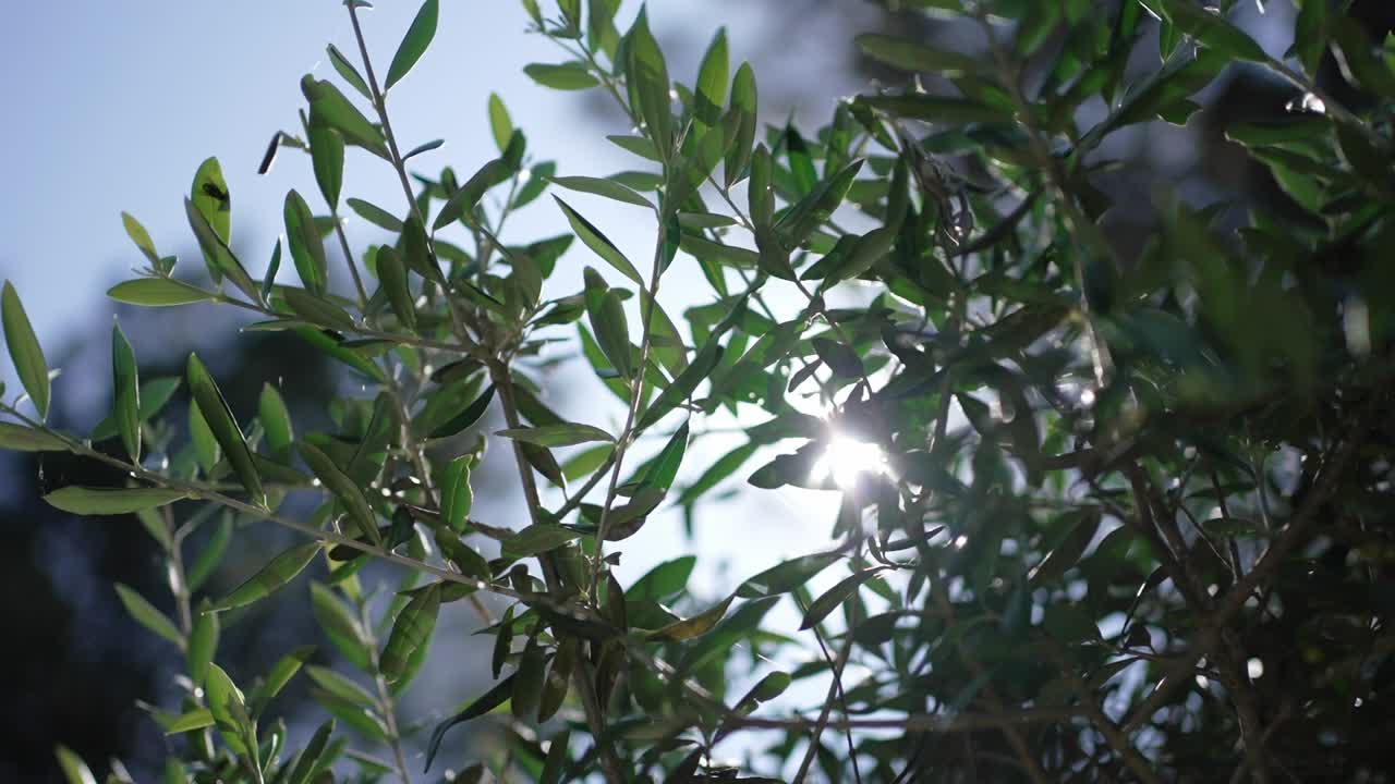 Green olive tree branches with sunlight shining through against a clear blue sky