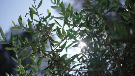green olive tree branches with sunlight shining through against a clear blue sky