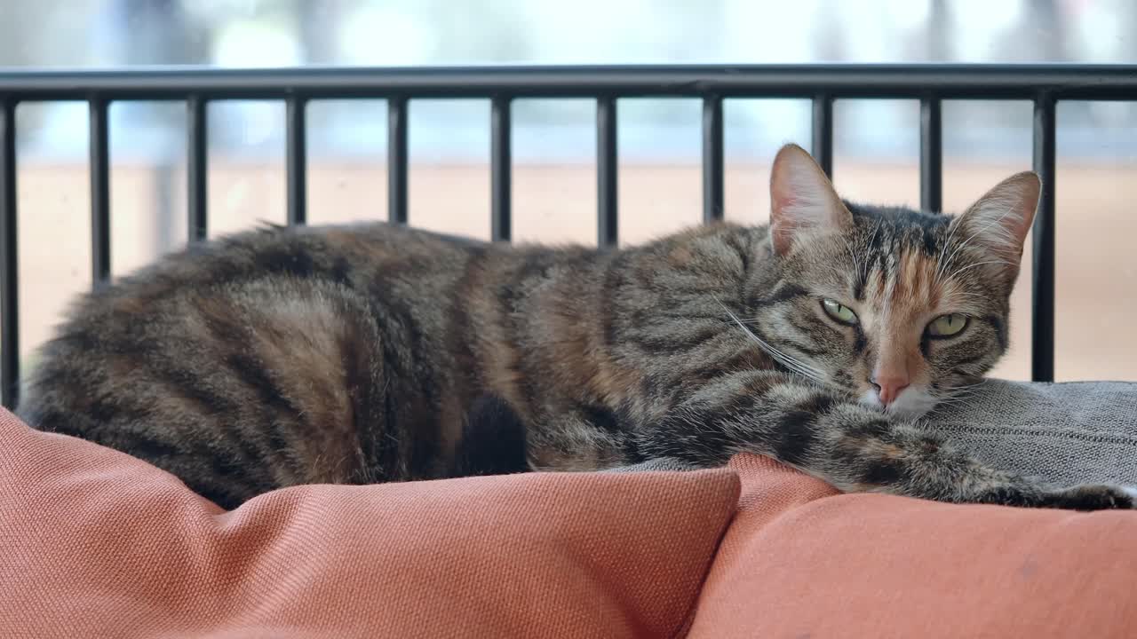 A tabby cat relaxing on cushions