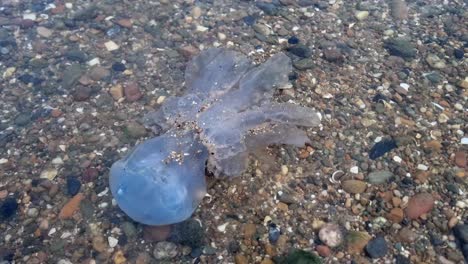 dead jellyfish washed ashore on a rocky beach