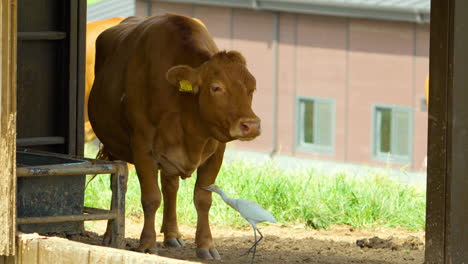 western cattle egret accompany disturbed brown calve catching insect which disturb cow standing in farm shed on summer day