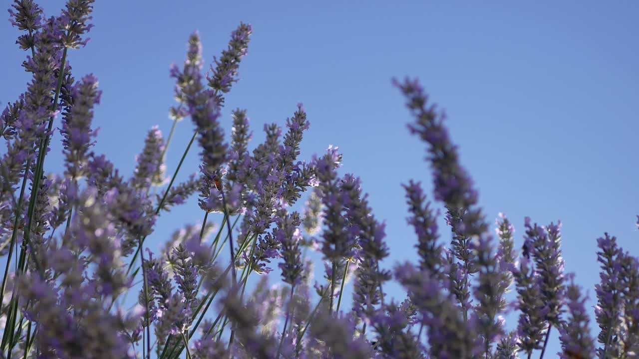 Una vista dal basso di api che volano tra fiori di lavanda illuminati dal sole in California