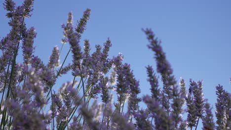 a ground up view of bees flying through sunlit lavender flowers in california