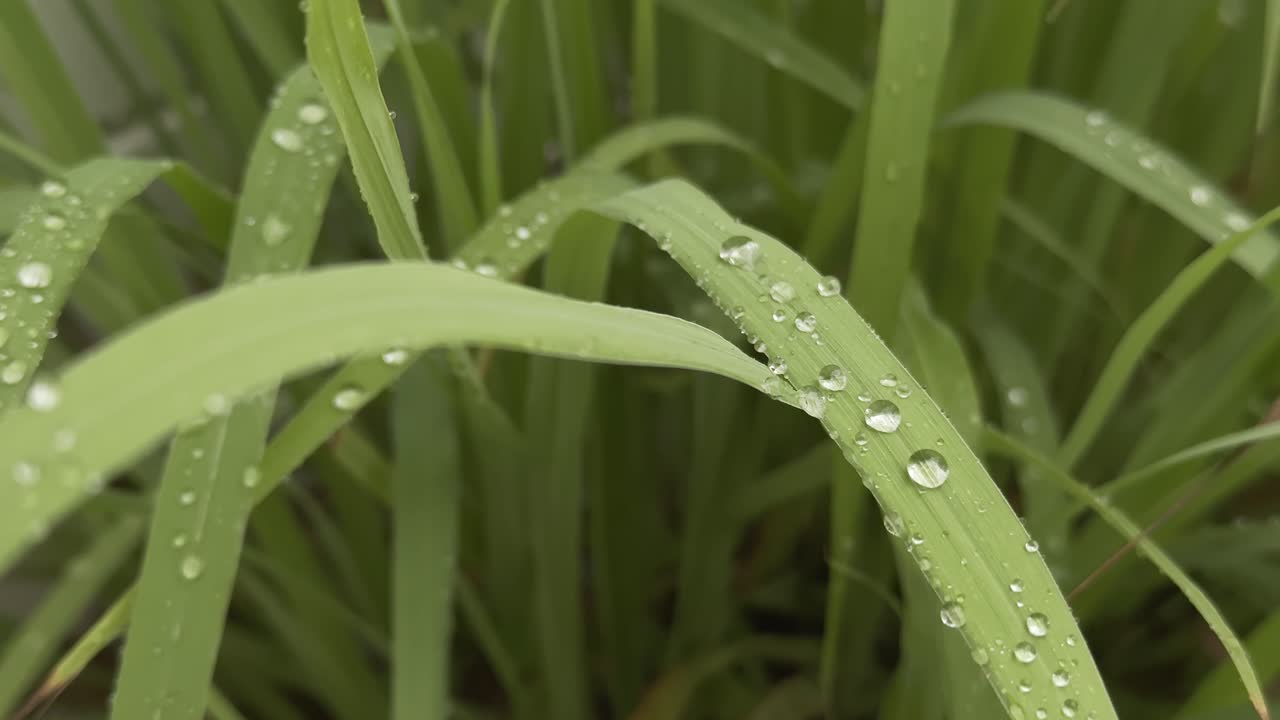 Closeup of a lemongrass plant with long, green leaves and water droplets on them