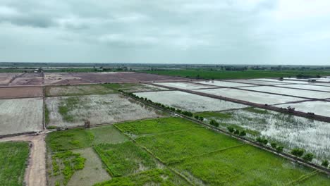 Un-Dron-Se-Eleva-Sobre-Interminables-Arrozales,-Su-Exuberante-Vegetación-Entretejida-En-Un-Tapiz-Natural-Sin-Costuras,-Intacto-Y-Tranquilo