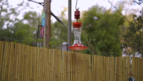 medium shot of a hummingbird flying away from a red feeder in the suburbs of los angeles