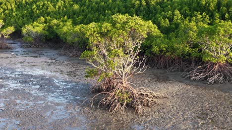 drone footage captures lush mangroves and tidal flats in port douglas, showcasing natural beauty and serene landscapes