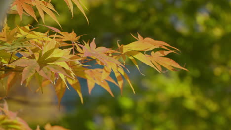 Una-Vista-Del-Follaje-De-Otoño-Con-Fondo-De-Naturaleza-Bokeh