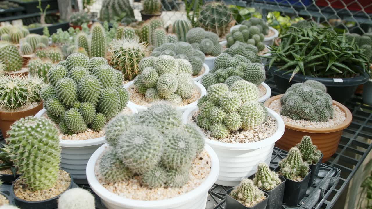 Echinocactus, Cleistocactus, plantas de cacto dentro de um vaso no exterior, plano em movimento