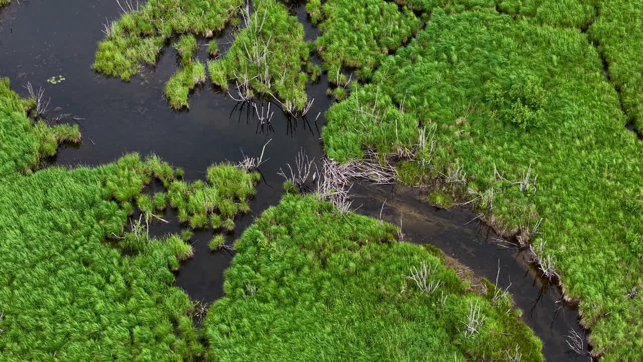 Aerial drone footage of a winding dark creek cutting through lush green wetland vegetation and dense forest