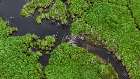 Aerial drone footage of a winding dark creek cutting through lush green wetland vegetation and dense forest