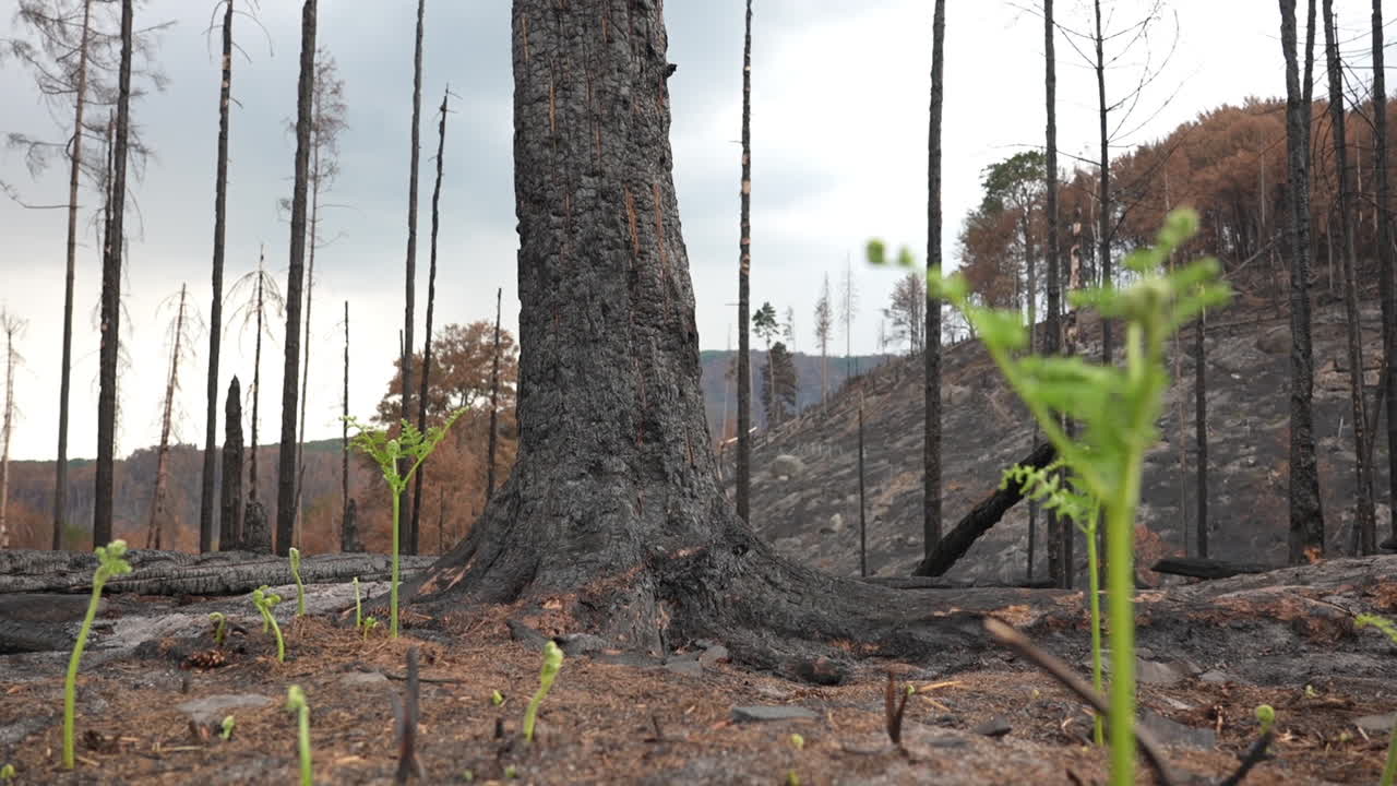 nuevas plantas verdes que crecen en bosques quemados después de incendios forestales, concepto de recuperación de la naturaleza