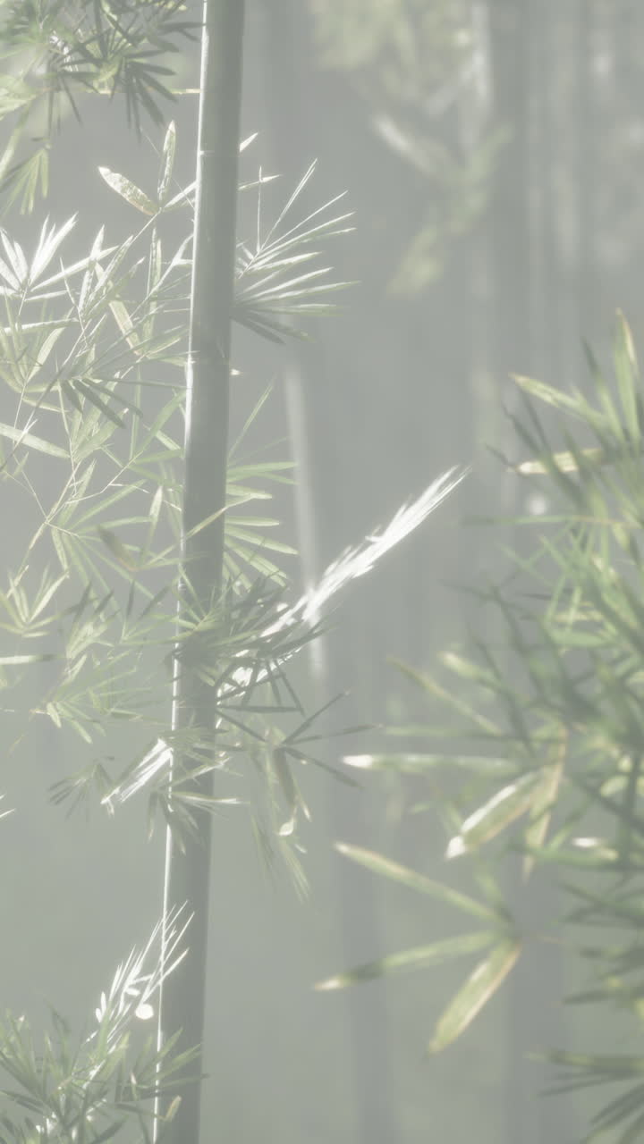 el bosque de bambú brumoso