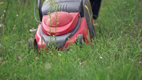 woman cutting grass in his yard with corded electric lawn mower.
