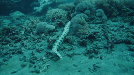 moray eel morena fish swim, underwater shot, blue coral komodo ocean, snorkel and diving travel and tourism indonesia