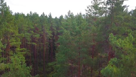 Wild-pine-forest-with-green-moss-and-heather-under-the-trees,-aerial-shot-moving-down-from-to-the-tree-tops,-sunny-autumn-day,-wide-angle-descending-drone-shot