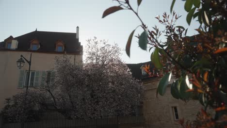 Wunderschönes-Sonnenlicht-Mit-Blühendem-Baum