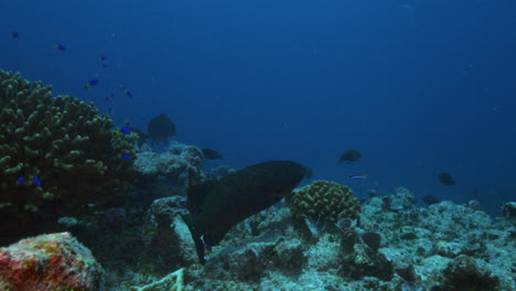 A-huge-predator-fish-peacefully-swaying-with-the-ocean's-current-among-the-colourful-hard-corals