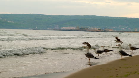 bandada de gaviotas en cámara lenta vuela y deja una gaviota sola en la playa durante la puesta de sol