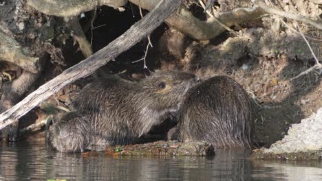 una colonia de la familia nutria, myocastor coypus vistos en la orilla del lago pantanoso, acicalándose y limpiándose el pelaje unos a otros, mostrando amor y afecto, el pequeño coypu se reincorpora al grupo después de nadar rápidamente