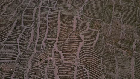 Top-down-drone-shot-panning-up-flying-over-the-ruins-of-an-ancient-city-and-its-agricultural-fields-in-Jujuy,-Argentina