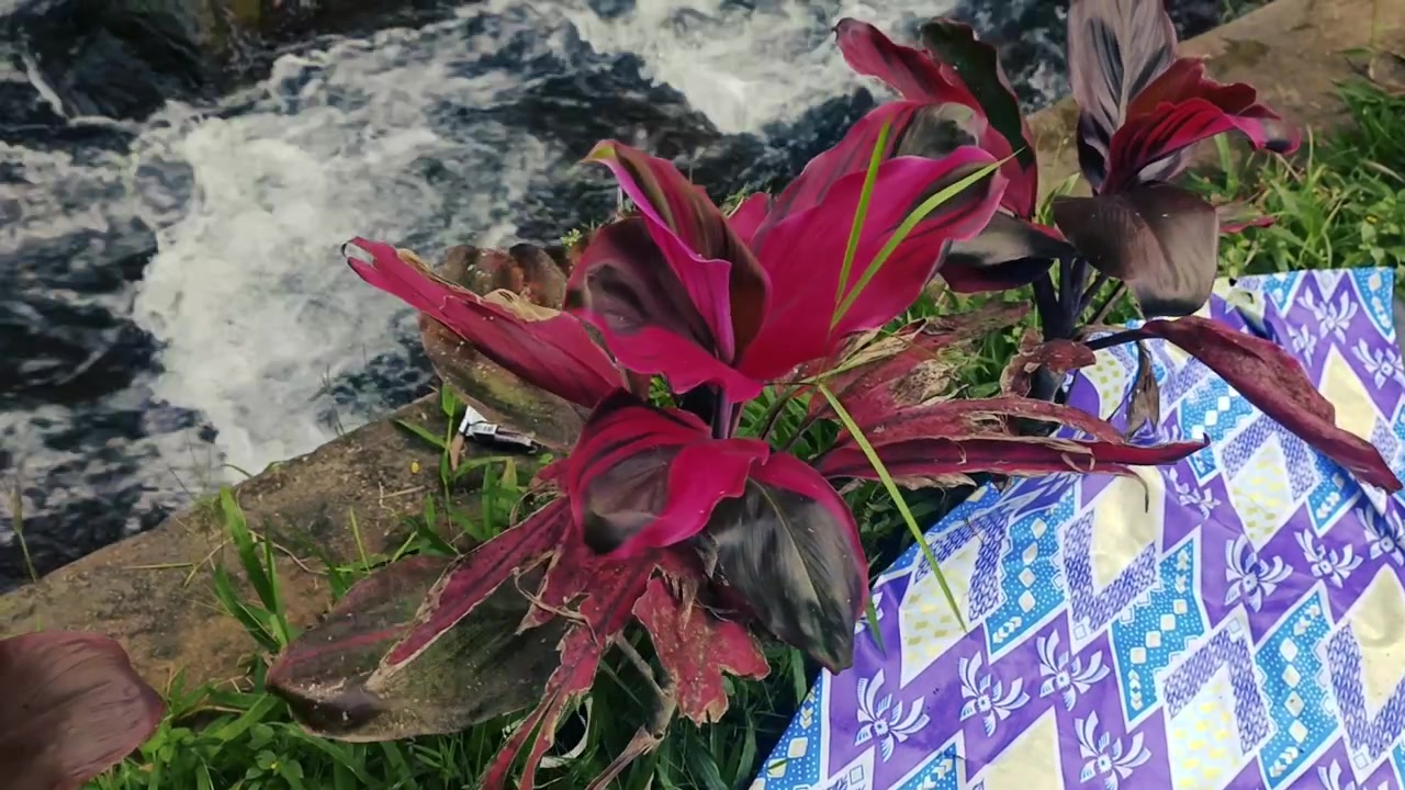 Pianta di Cordyline rossa che cresce accanto a un fiume che scorre