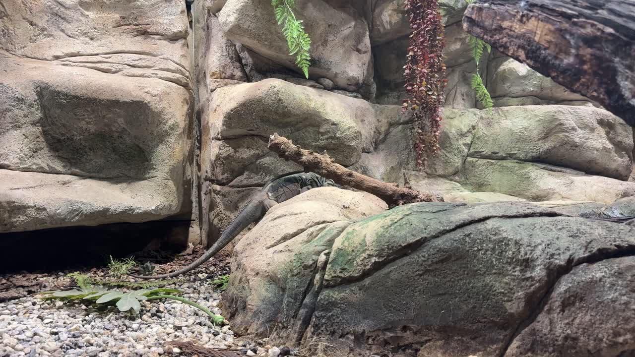 코소 이구아나 (rhinoceros iguana) 멸종 위기에 처한 종 카리브해 섬의 큰 도마