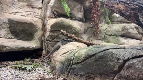 rinoceronte iguana especie en peligro de extinción gran lagarto de la isla caribeña