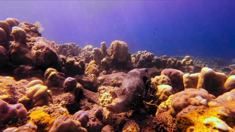 A-giant-pufferfish-on-the-ocean-floor,-while-rays-of-sunlight-are-hitting-the-coral-reefs