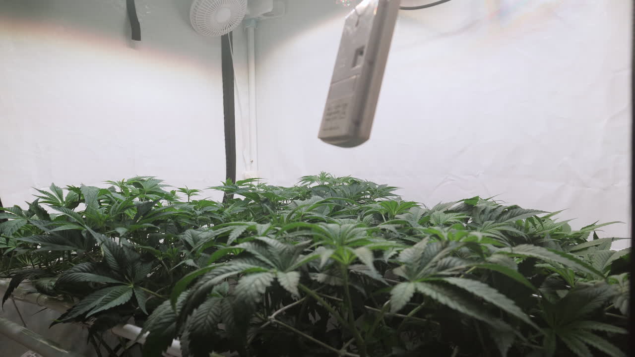 disparo en cámara lenta de una planta de cannabis que crece en una tienda de cultivo