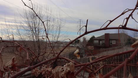 Winter-wind-and-cold-time-lapse-through-dormant-grape-vines