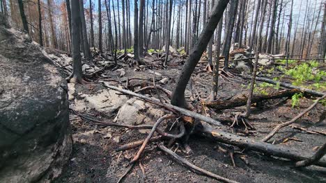 cambio climático - recuperación de los bosques tras los incendios forestales
