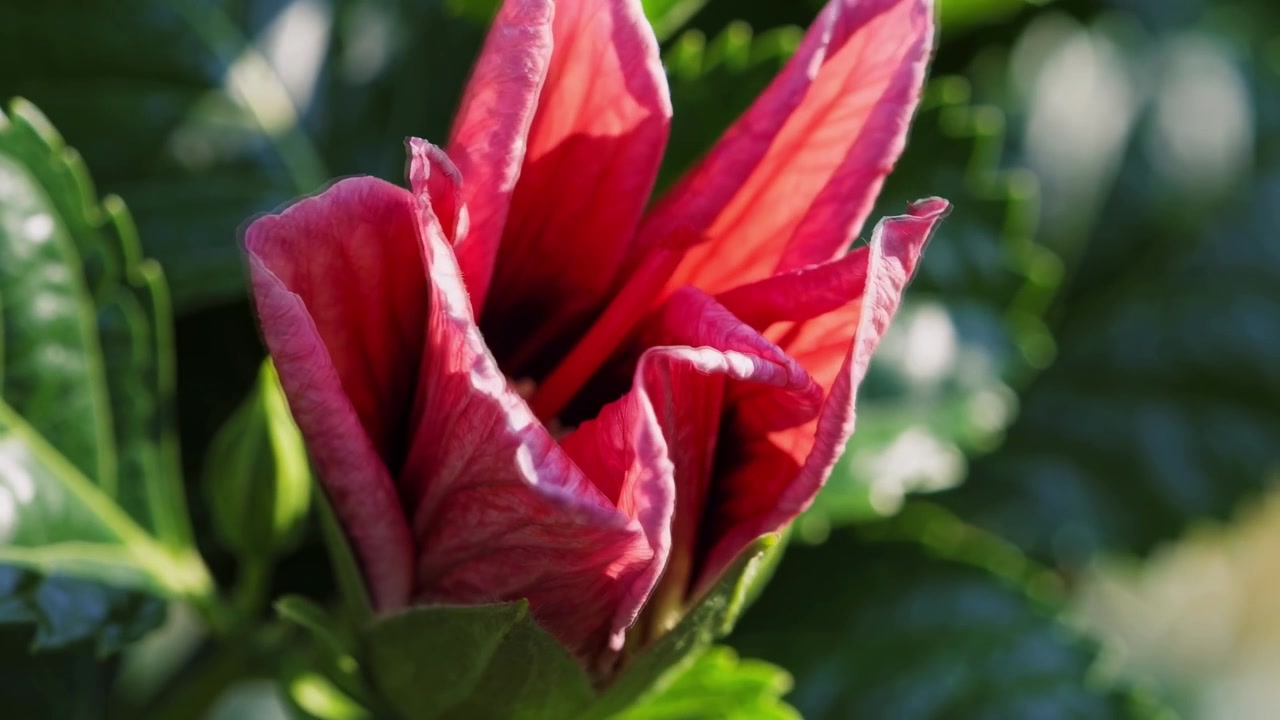 Time-lapse di un fiore di ibisco rosa che sboccia