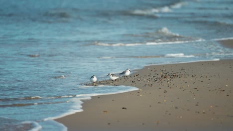 nimble sanderlings gracefully weaving between the lapping waves on the sandy shoreline