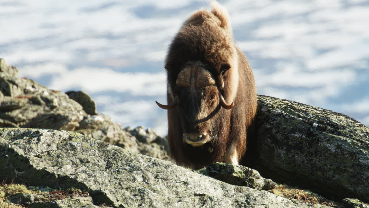 Musk oxen bull front in hot spring temperature on Dovre mountain