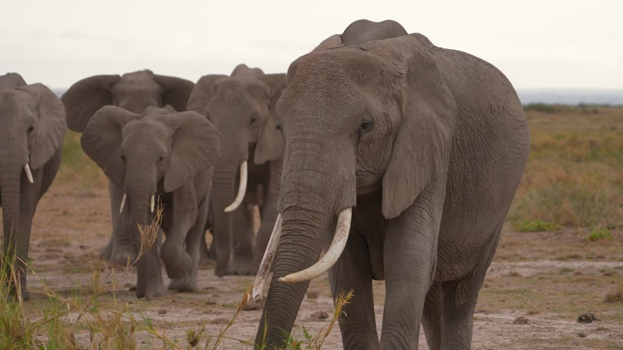 Céu Escuro sobre Amboseli com Elefantes em Planícies Abertas