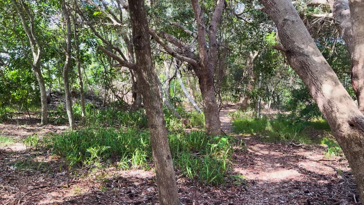 Lush forest path in northern New South Wales