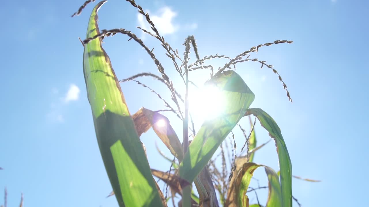 tiro a cámara lenta de maíz en un día soleado