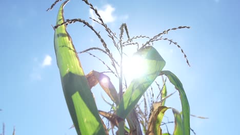 Tiro-A-Cámara-Lenta-De-Maíz-En-Un-Día-Soleado